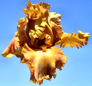 Brandy - tall bearded Iris