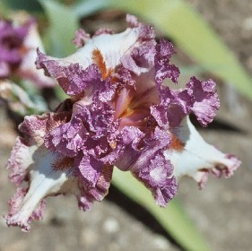 Brazen Beauty - reblooming tall bearded Iris