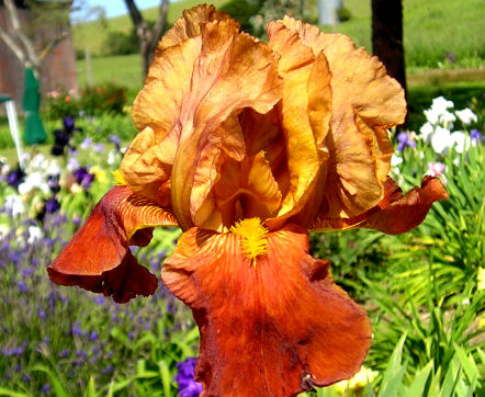 Brown Duet - reblooming tall bearded Iris