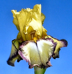 Bullwinkle - border bearded Iris