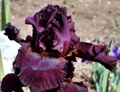 Burgundy Bubbles - tall bearded Iris