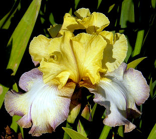 Butterfingers - fragrant tall bearded Iris