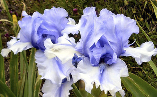 Bye Bye Blues - tall bearded Iris