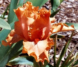 Can't Elope - fragrant tall bearded Iris