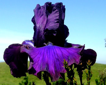 Cantina - fragrant reblooming tall bearded Iris