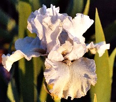 Captivating - tall bearded Iris