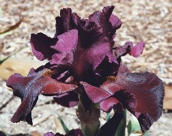 Chief Quinaby - tall bearded Iris