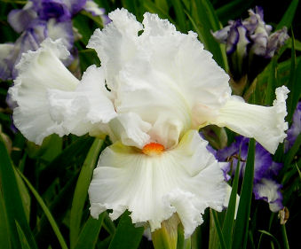 Chosen One - tall bearded Iris