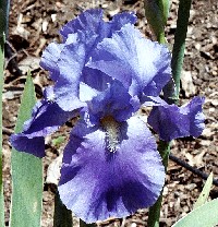 Cloud Baron - reblooming tall bearded Iris