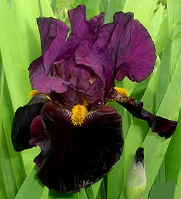 Coalignition - fragrant tall bearded Iris