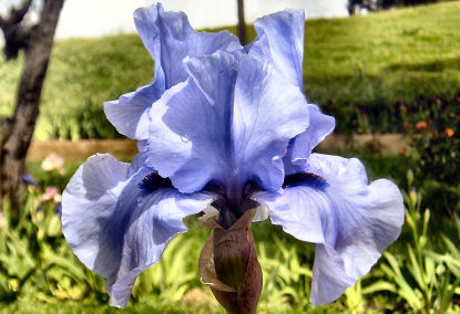 Codicil - tall bearded Iris