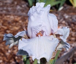 Cold Cold Heart - reblooming tall bearded Iris