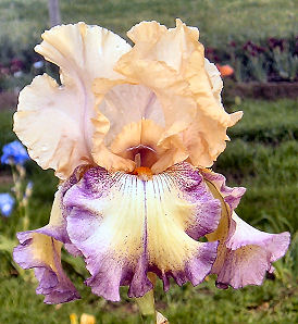 Coloradoan - fragrant tall bearded Iris