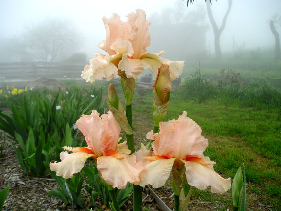 Coral Point - fragrant tall bearded Iris