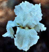 Cotton Carnival - tall bearded Iris