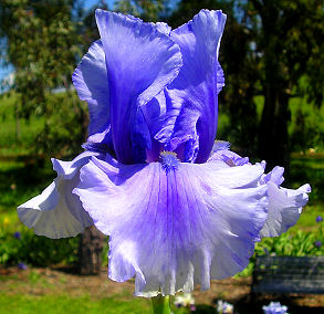 Covert Action - tall bearded Iris