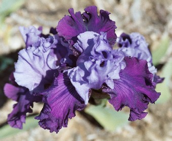 Cranberry Crush - tall bearded Iris