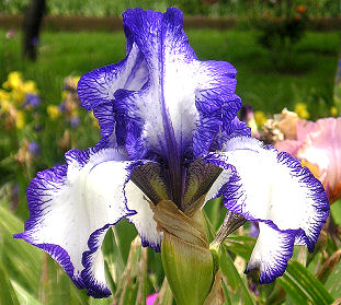 Creative Stitchery - reblooming tall bearded Iris