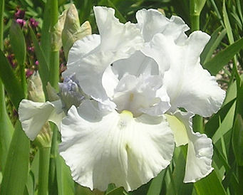 Crystalyn - tall bearded Iris