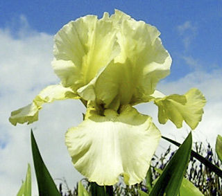 Curtain Up - fragrant reblooming tall bearded Iris
