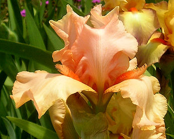 Cute Orange Horn - reblooming border bearded Iris