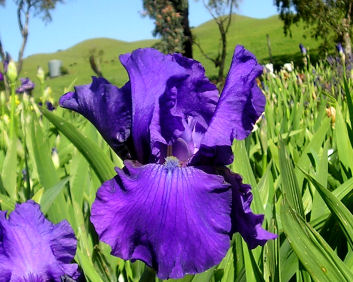 Dashing - fragrant reblooming tall bearded Iris