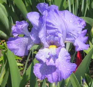 Dauber's Delight - tall bearded Iris
