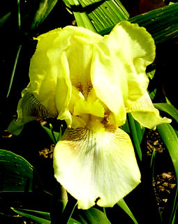 Dawn Of Fall - reblooming tall bearded Iris