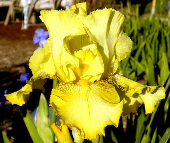 Dime Spot - reblooming tall bearded Iris