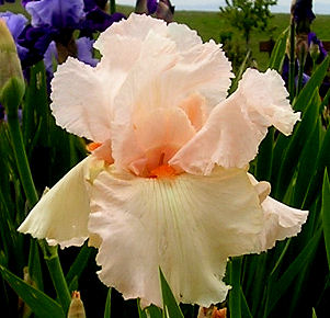 Dolce Vita - tall bearded Iris