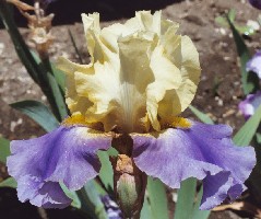 Earth Song - fragrant tall bearded Iris
