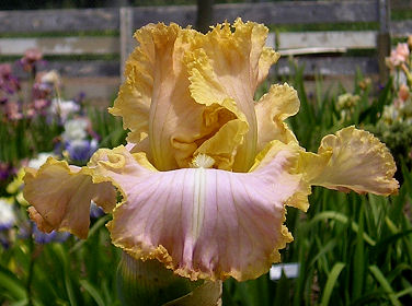 Easter Lace  Tall bearded Iris - Nola's Iris Gardens