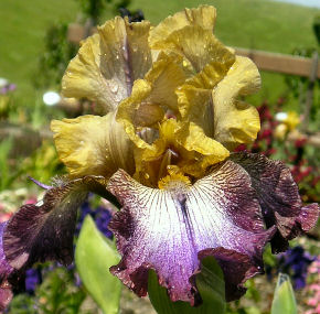Egyptian - reblooming tall bearded Iris