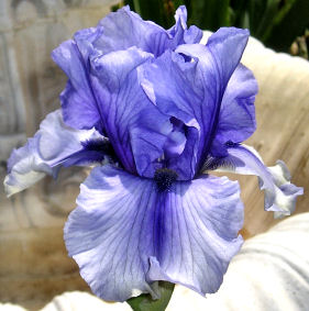 Electric Shock - tall bearded Iris