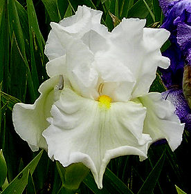 Entertainment - tall bearded Iris