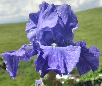 Faithfulness - fragrant tall bearded Iris
