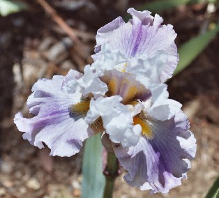 Fashion Line - tall bearded Iris