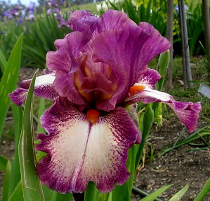 Film Festival - fragrant tall bearded Iris