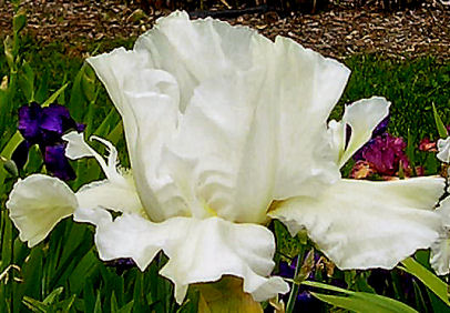 Fimbriated Space - fragrant tall bearded Iris