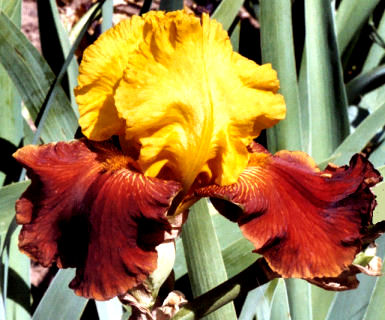 Forty Pinochle - tall bearded Iris