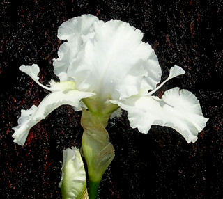 Free Space - reblooming tall bearded Iris