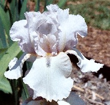 Frosted Sapphire - reblooming tall bearded Iris