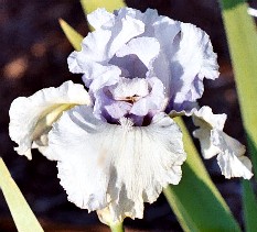 Future Watch - tall bearded Iris