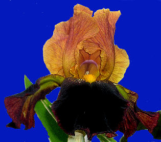Gentle Dragon - fragrant tall bearded Iris
