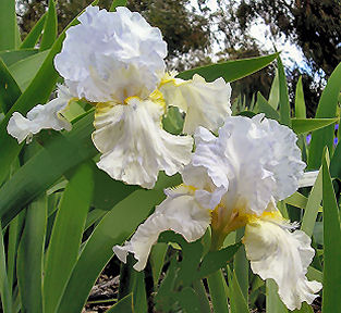Gilded - reblooming tall bearded Iris