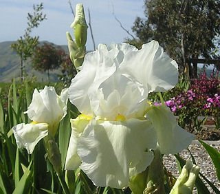 Glowing Seraphin - reblooming tall bearded Iris
