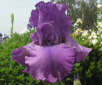 Good Looking - tall bearded Iris