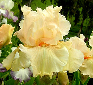 Gotta Lotta Bodda - fragrant tall bearded Iris