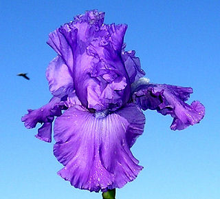 Grand Old Opry - tall bearded Iris