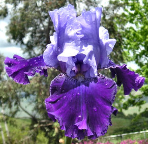 Great Gatsby - tall bearded Iris